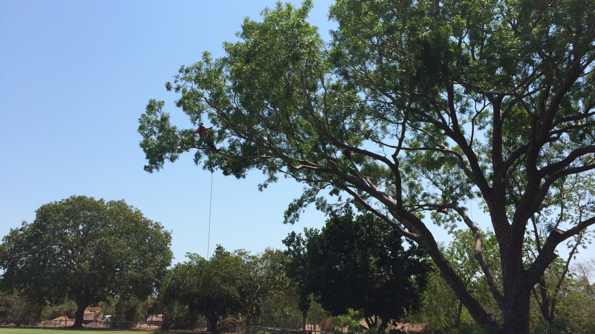 Tree Pruning 1