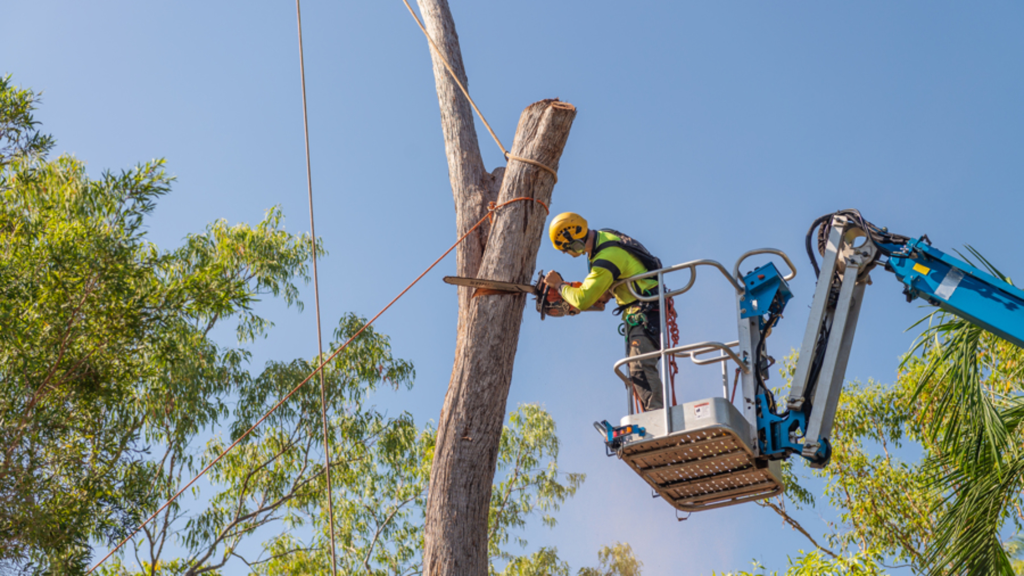 Tree removal 1